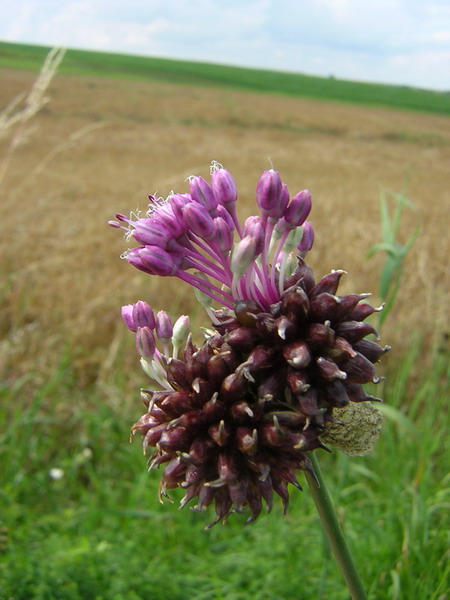 Декоративный лук (Allium)
