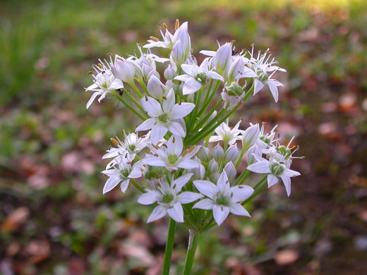 Декоративный лук (Allium)
