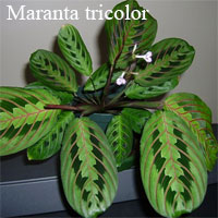 Маранта трехцветковая