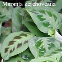 Maranta kerchoveana 