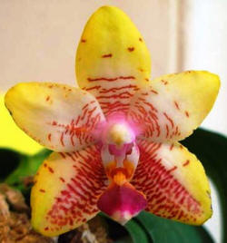 Orchid_World_B-m