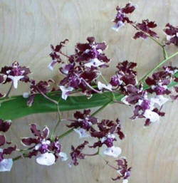 Sherry Baby Sweet Fragrans