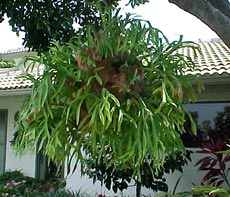 P. bifurcatum