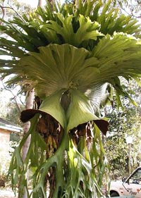 P. superbum