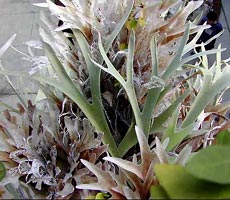P. veitchii