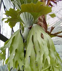 P. wandae