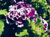 Петуния сорта Purple Pirouette (фирма Harris Seeds)