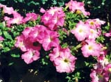 Петуния сорта Falcon Pink Morn (фирма Stokes Seeds)