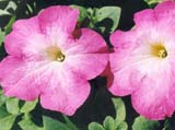 Петуния сорта Storm Pink Morn (фирма Stokes Seeds)