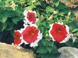 Петуния сорта Пикоти (фирма Аэлита)