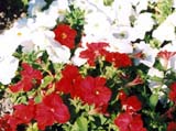 Петуния сорта Ultra Red & White (фирма Harris Seeds)