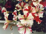 Петуния сорта Пикоти (фирма Аэлита)