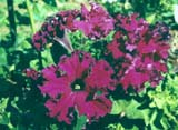 Петуния сорта Готтфрид Михаэлис (fimbriata) бахромчатая(АПД)