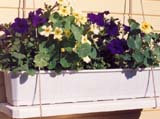 Петуния сорта Supercascade Royal Velvet начало цветения (фирма Leddens Seeds)