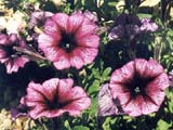 Петуния сорта Celebrity Plum Ice (фирма Stokes Seeds)