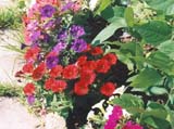 Петуния сорта Fantasy Mix (фирма Stokes Seeds)