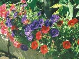 Петуния сорта Fantasy Mix (фирма Stokes Seeds)