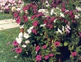 Петунии в саду
