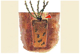 Посадка роз в упаковке (Plant-o-fix)
