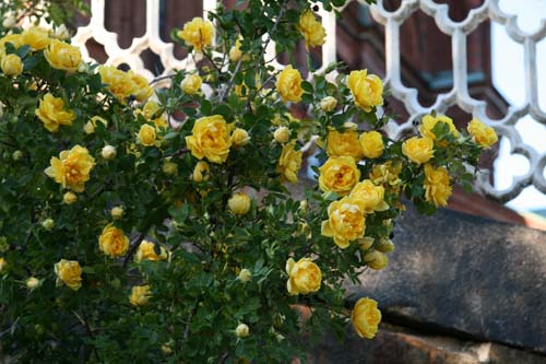 foetida persiana foetida persiana