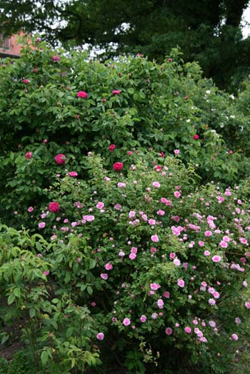 Rose de Resht и R.majalis Plena Rose de Resht и R.majalis Plena