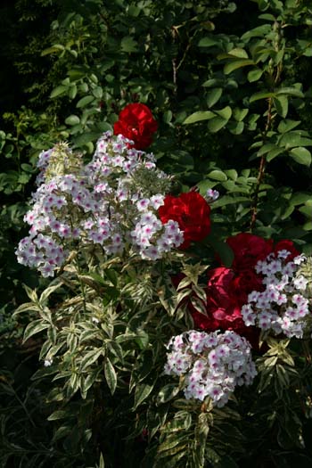 Hansaland и флоксы