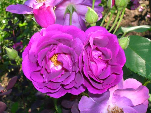 гибрид ругозы Rhapsody in Blue гибрид ругозы Rhapsody in Blue