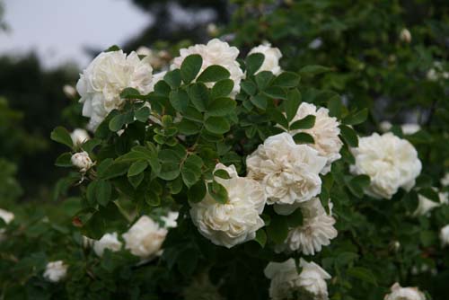 R.alba Maxima R.alba Maxima