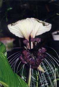 'Tacca integrifolia'