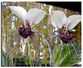 'Tacca integrifolia'