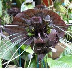 'Tacca chantrieri'