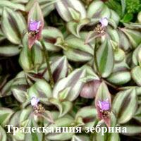 Традесканция зебрина