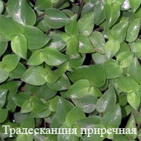 Традесканция приречная