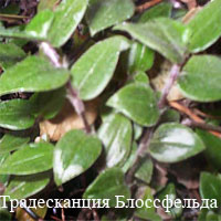 Традесканция Блоссфельда
