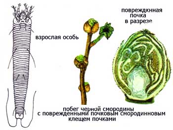 Смородина. Почковый клещ