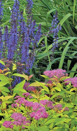 Спирея Бумальда (Spiraea x bumalda) ‘Goldflame’ и шалфей пышный