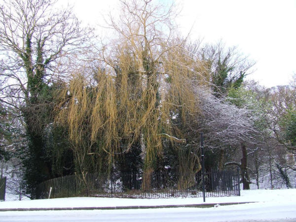 10) Парк Феникс