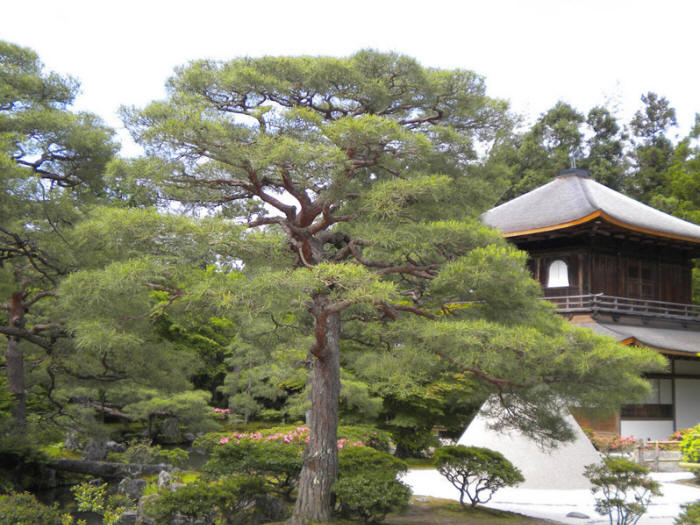 Японский сад. Сад храма Гинкакудзи (Серебряный павильон) в Киото. Ginkaku-ji