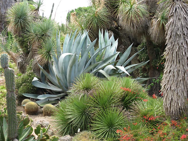 Jardi Botanic MARiMURTRA