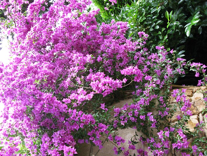 Jardi Botanic MARiMURTRA