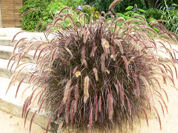 Jardi Botanic MARiMURTRA