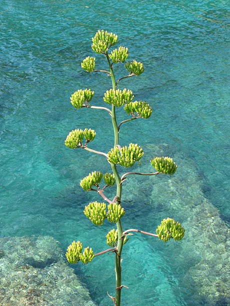 Jardi Botanic MARiMURTRA