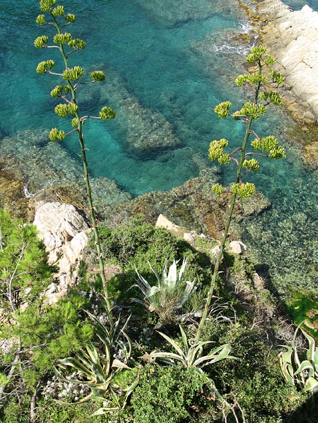 Jardi Botanic MARiMURTRA