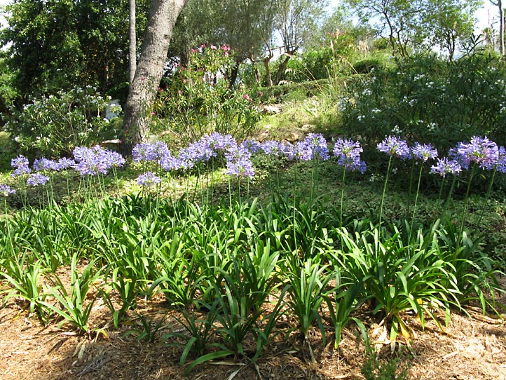 Jardi Botanic MARiMURTRA